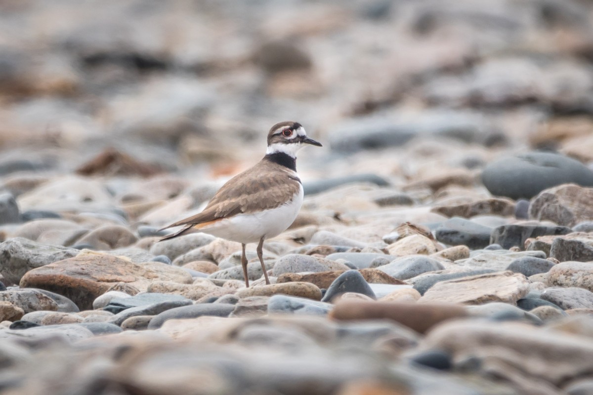 Killdeer - ML427088471