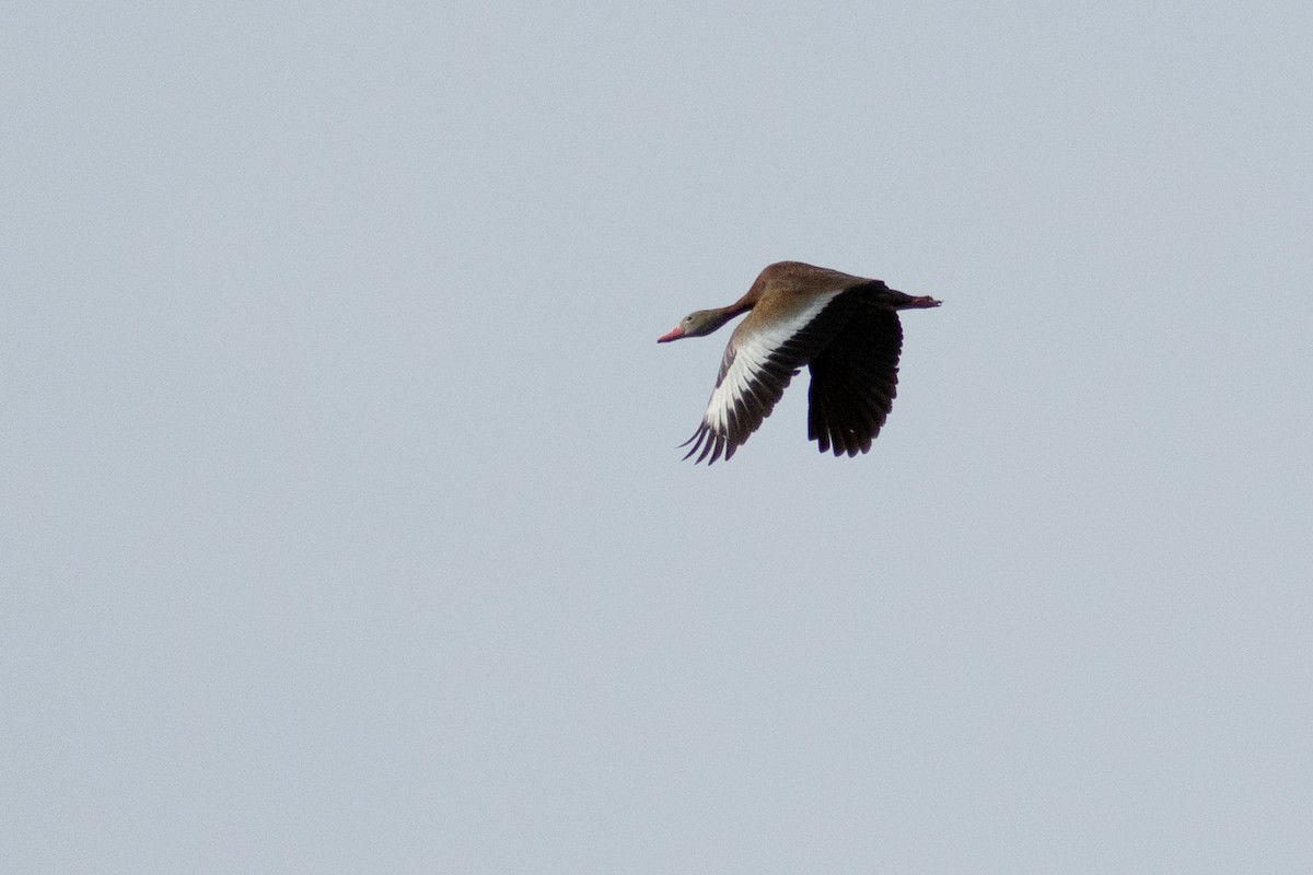 Black-bellied Whistling-Duck - Ronan Nicholson