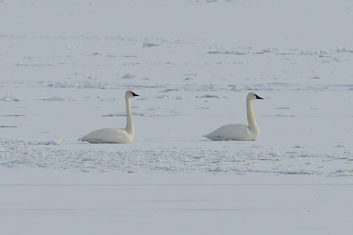 Tundra Swan - ML42709201