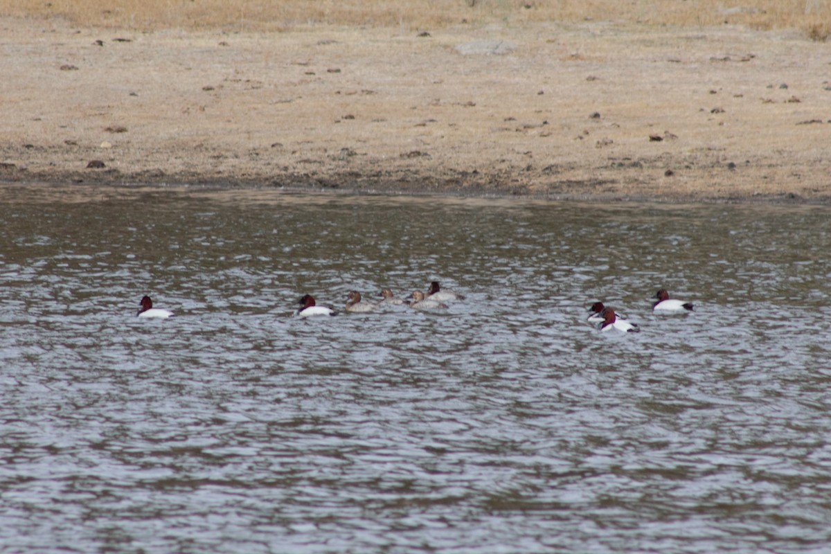 Canvasback - ML427092021