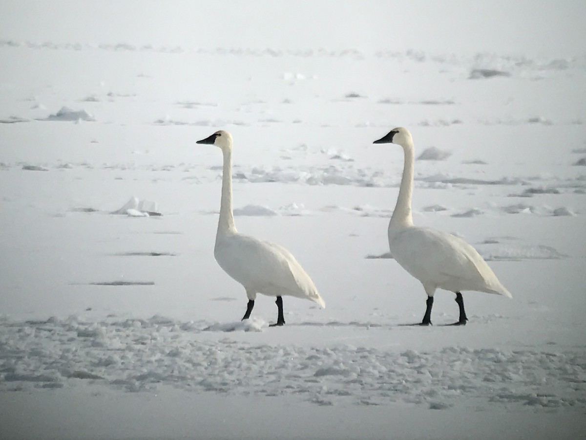 Tundra Swan - ML42709211