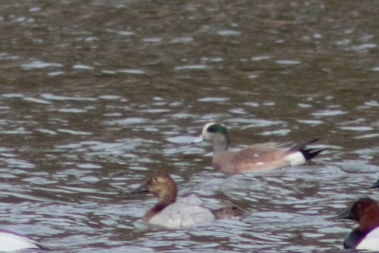 American Wigeon - ML427092191