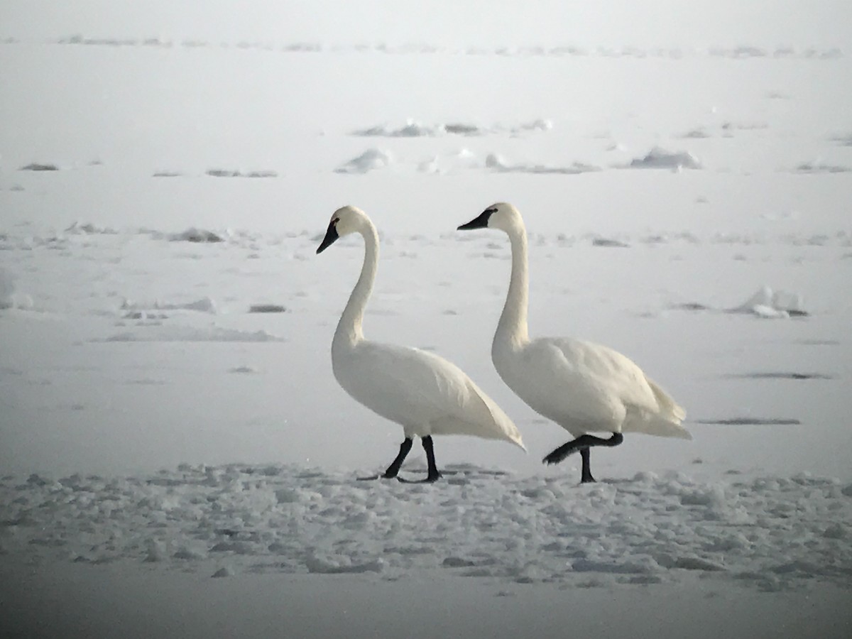 Tundra Swan - ML42709221