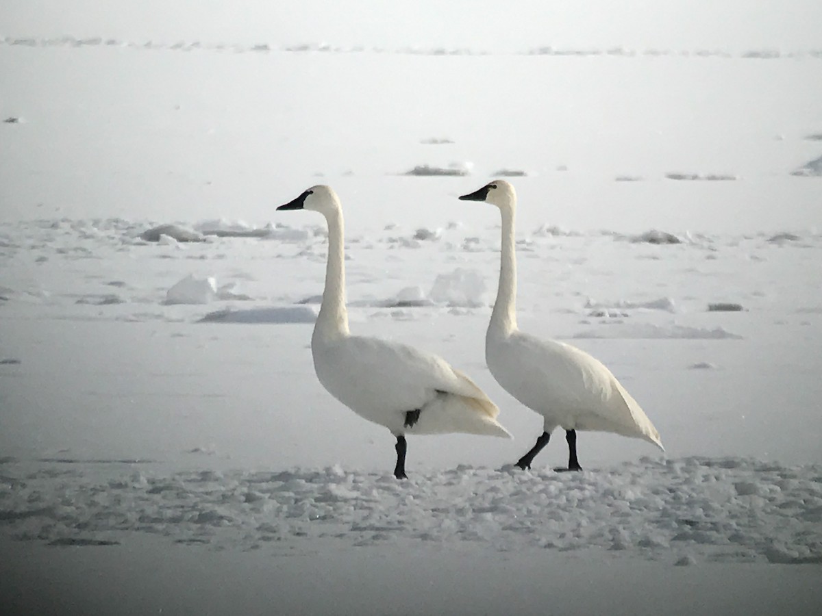 Tundra Swan - ML42709231