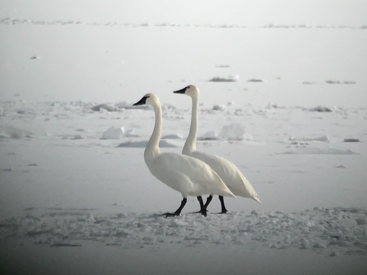 Tundra Swan - ML42709241