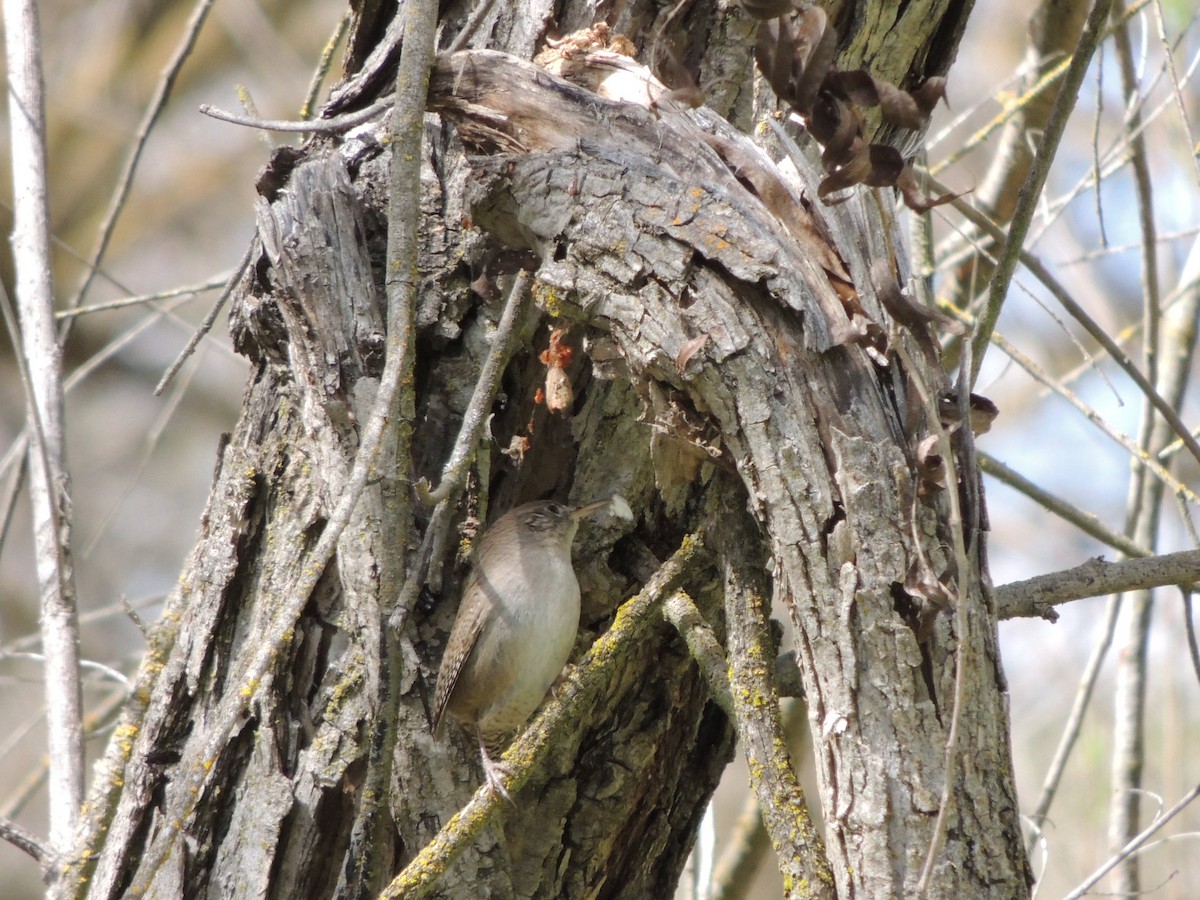 House Wren - ML427092751