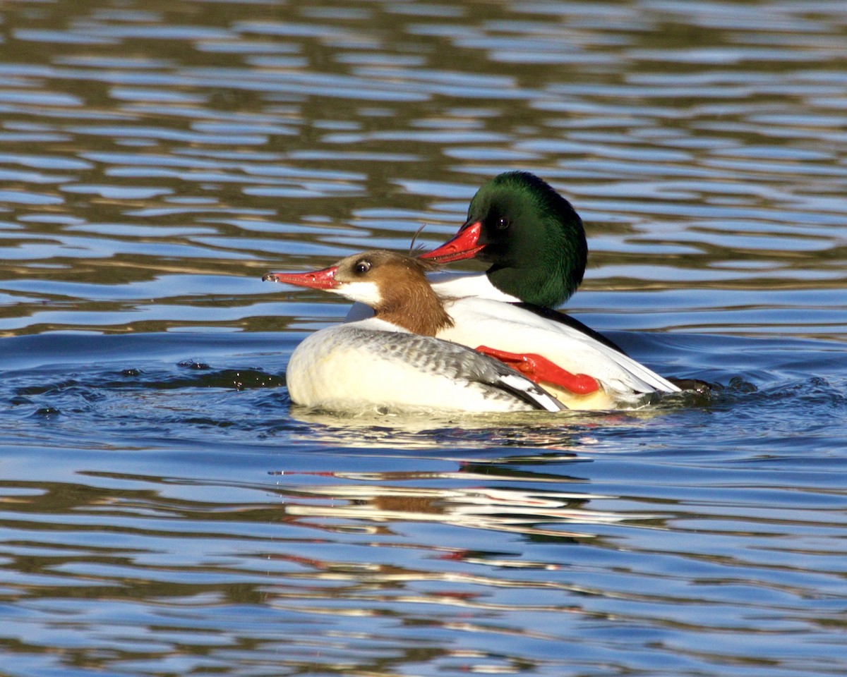 Common Merganser - Jack & Holly Bartholmai