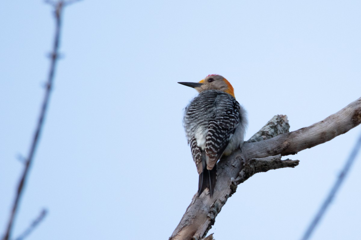 Golden-fronted Woodpecker - ML427096181