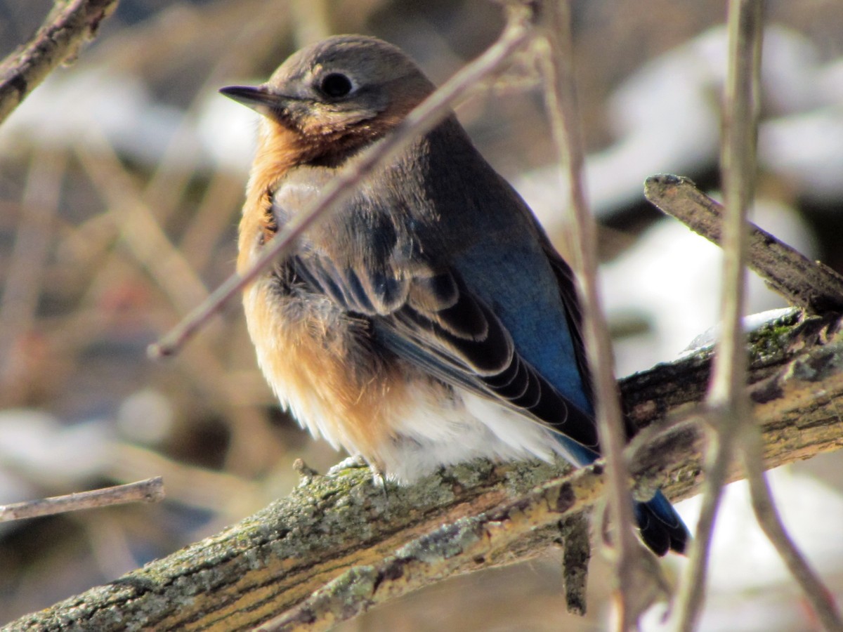 Eastern Bluebird - ML42709931