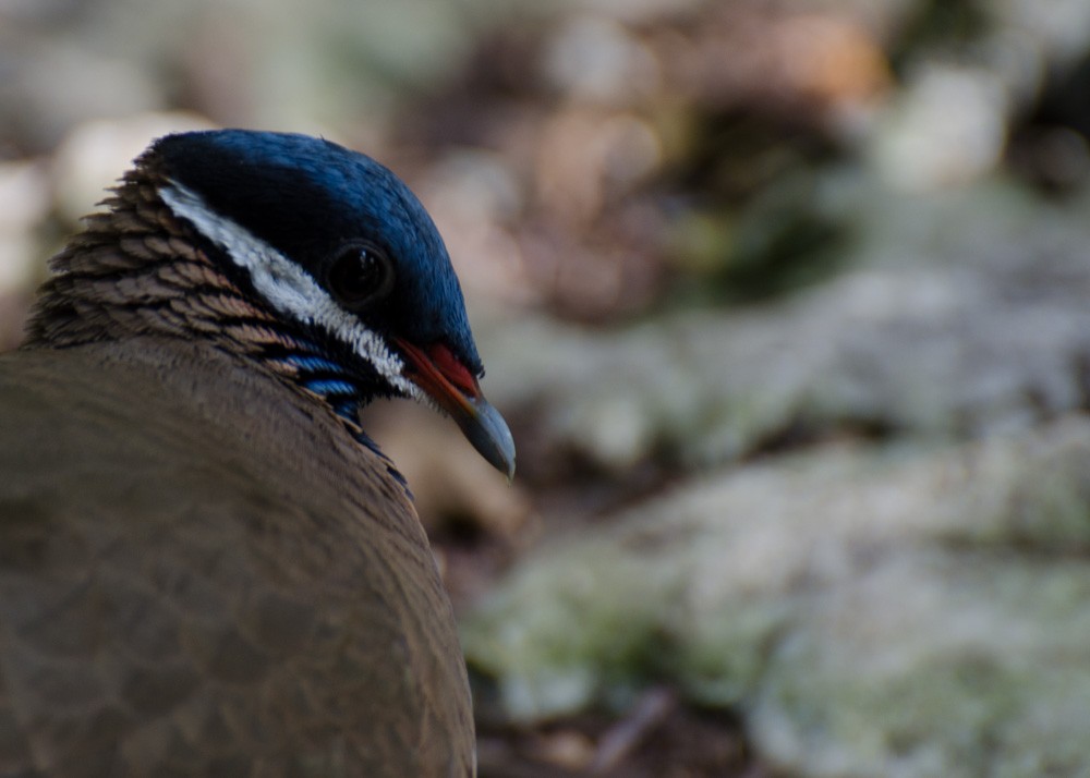 Blue-headed Quail-Dove - Mark Davidson