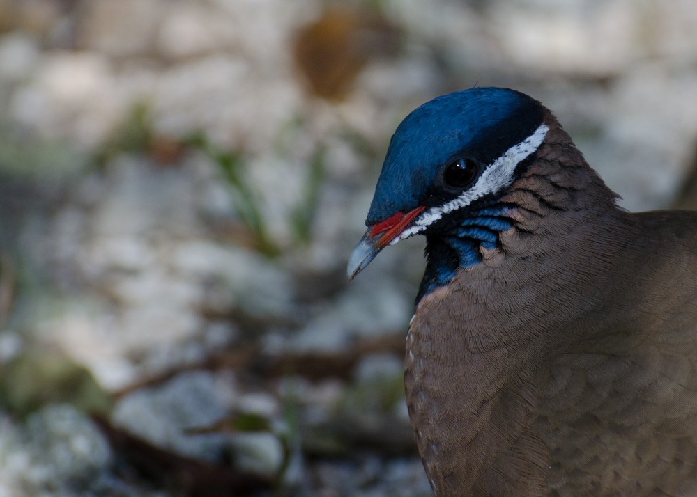 Blue-headed Quail-Dove - Mark Davidson