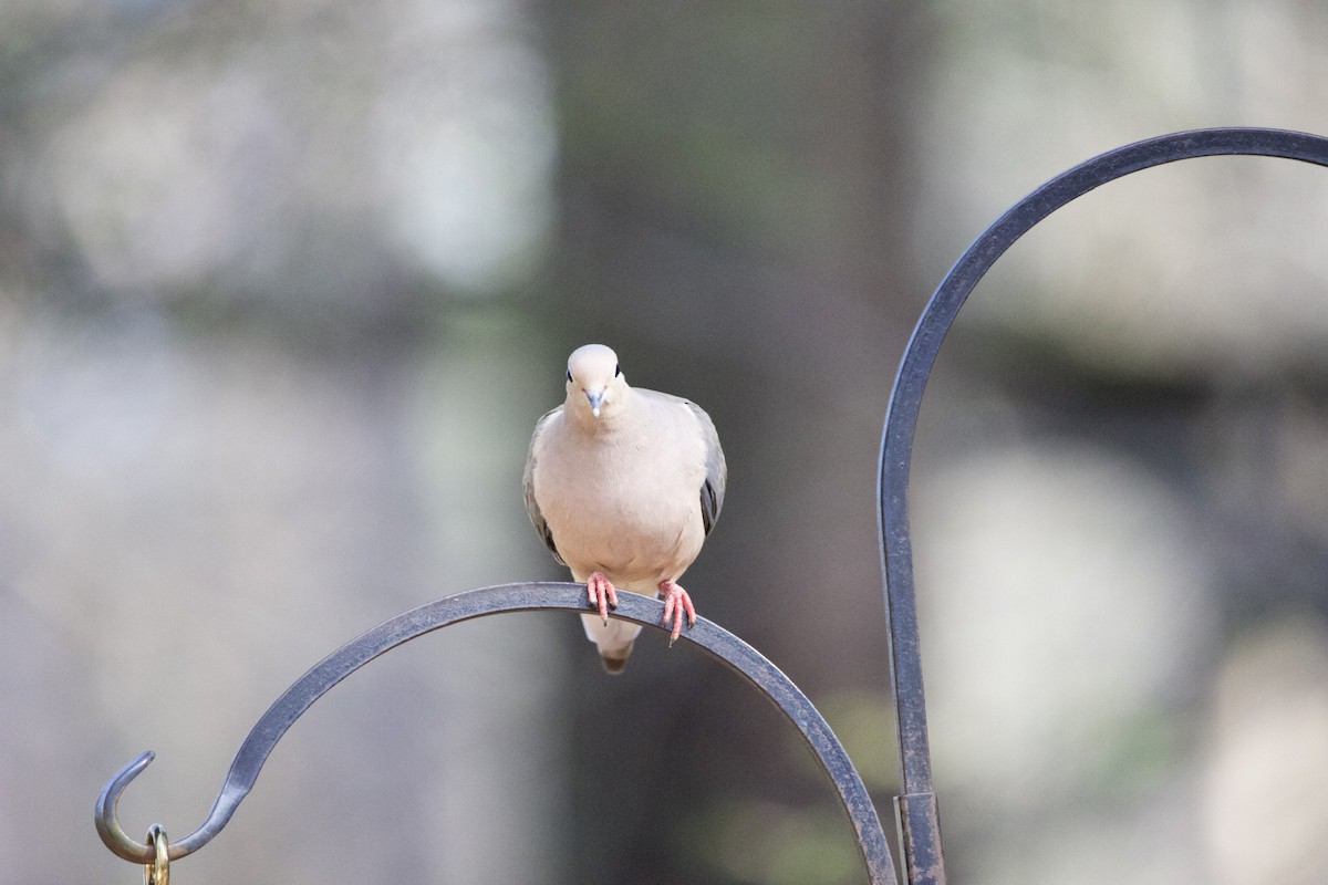 Mourning Dove - ML427100561