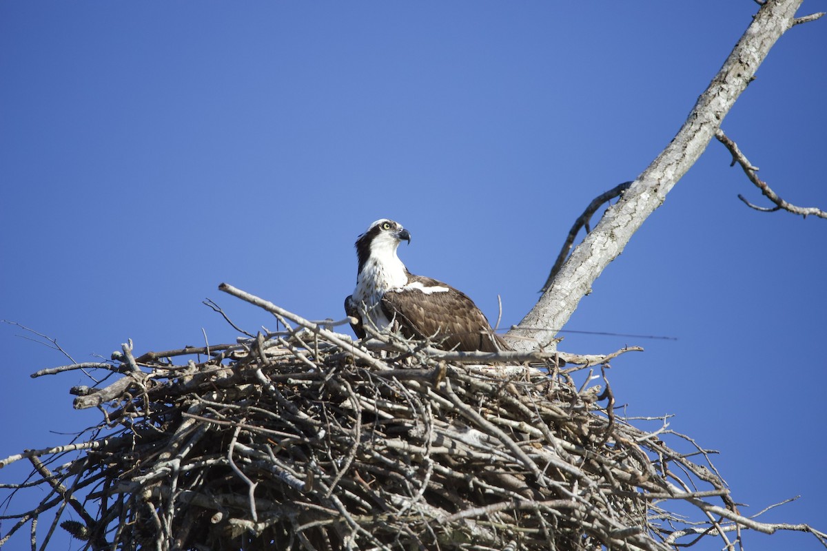Osprey - ML427100671