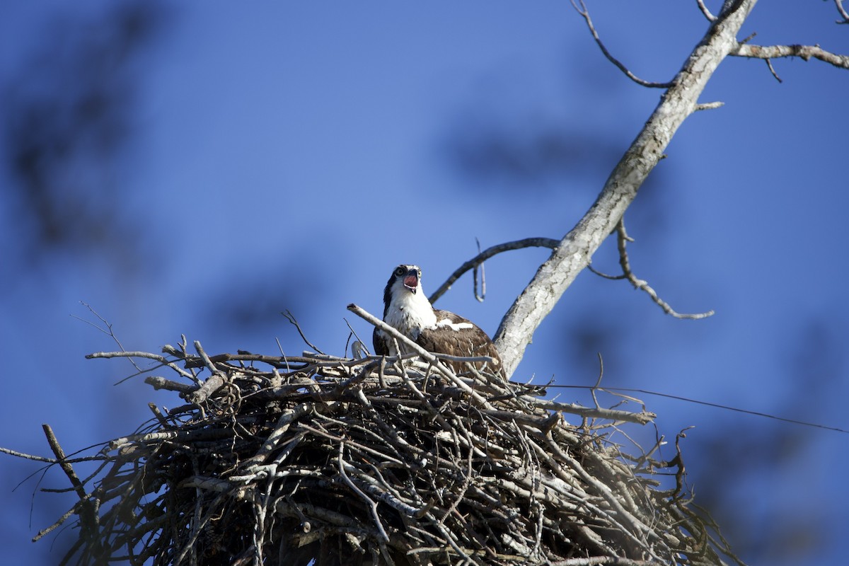 Osprey - ML427100681