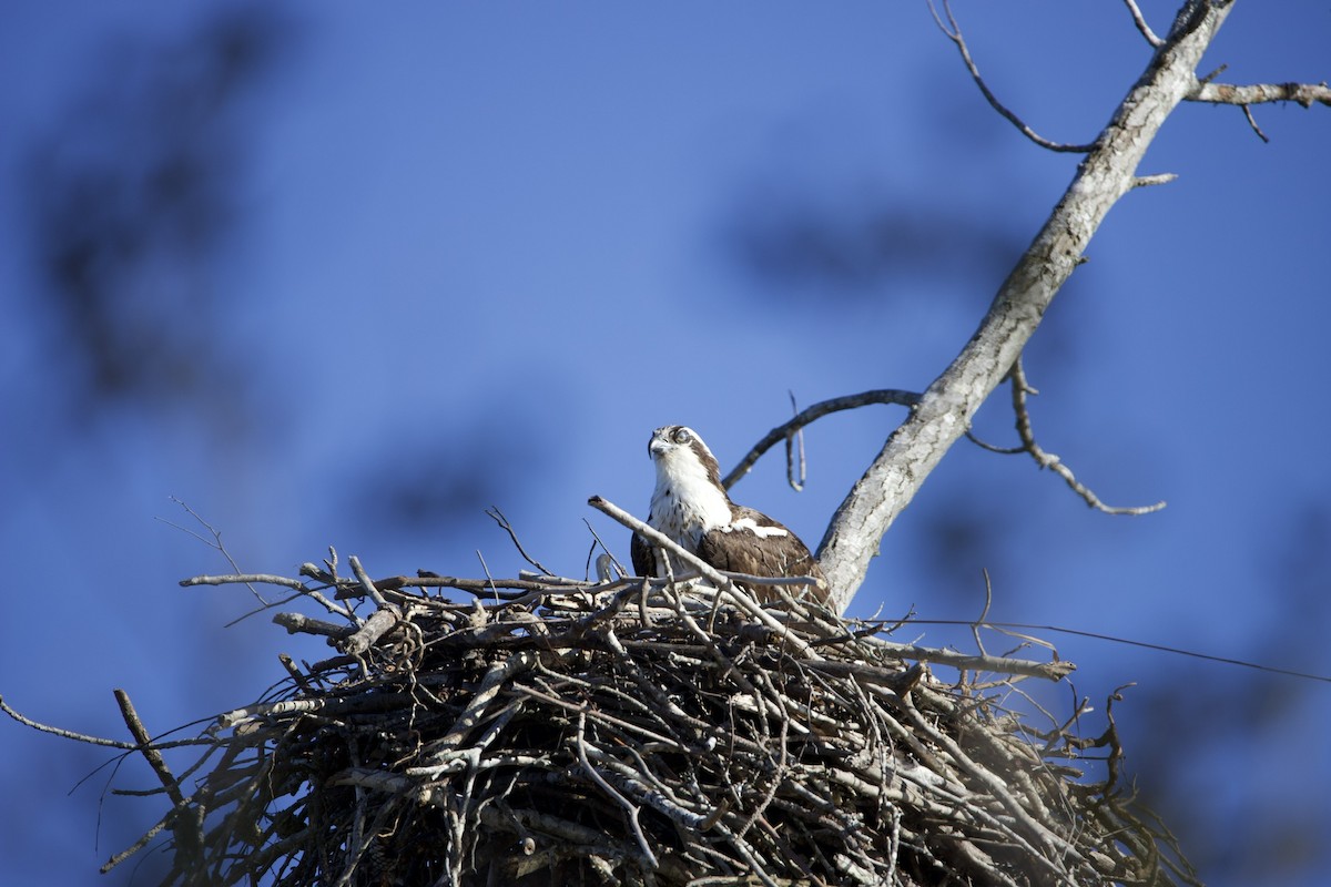 Osprey - ML427100691
