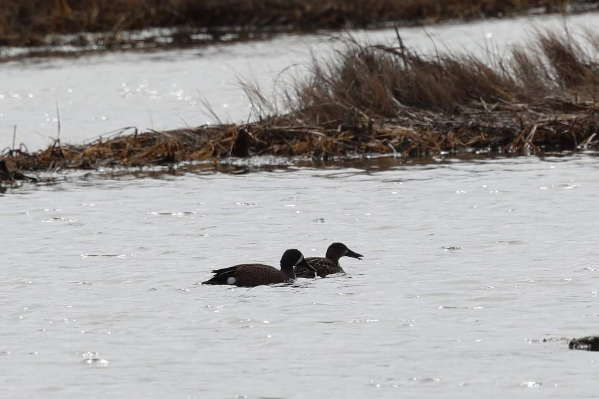 Blue-winged Teal - ML427100831