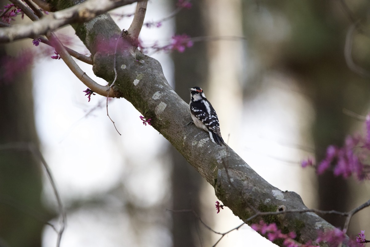 Downy Woodpecker - ML427101181