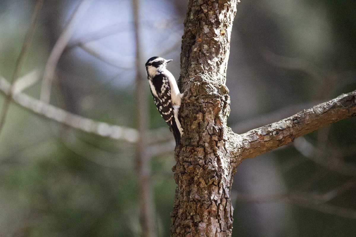 Downy Woodpecker - ML427101211