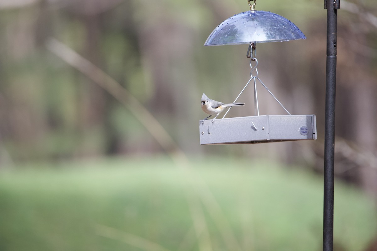Tufted Titmouse - ML427101571
