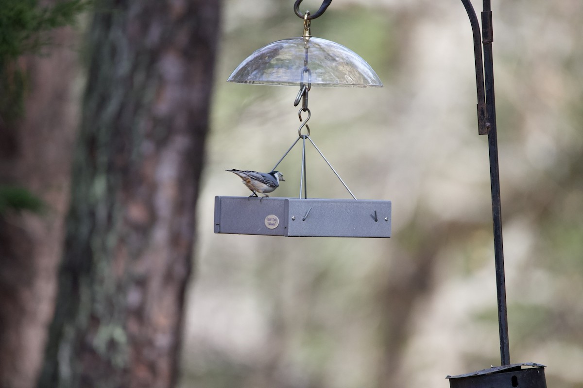 White-breasted Nuthatch - ML427101681