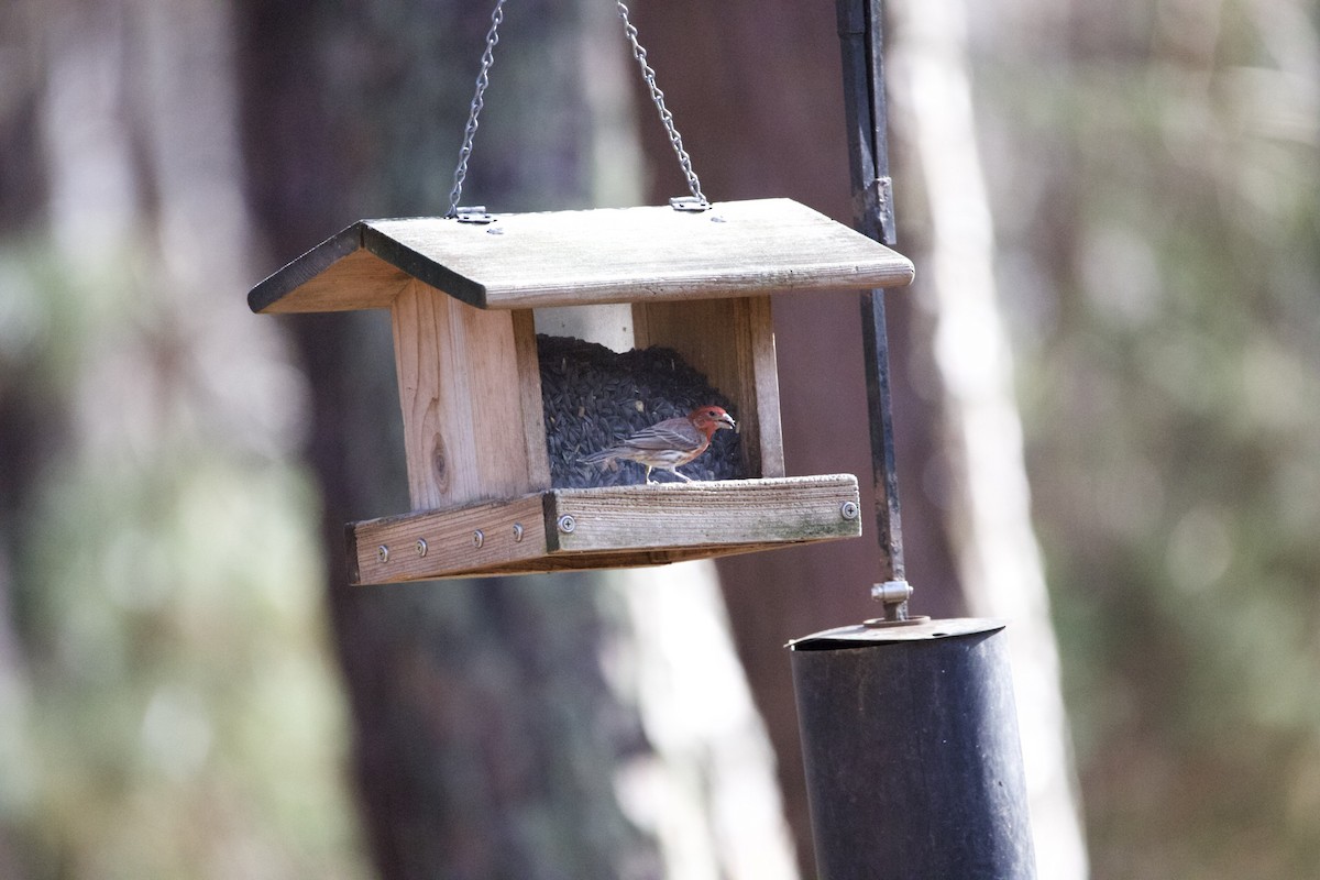 House Finch - ML427101941
