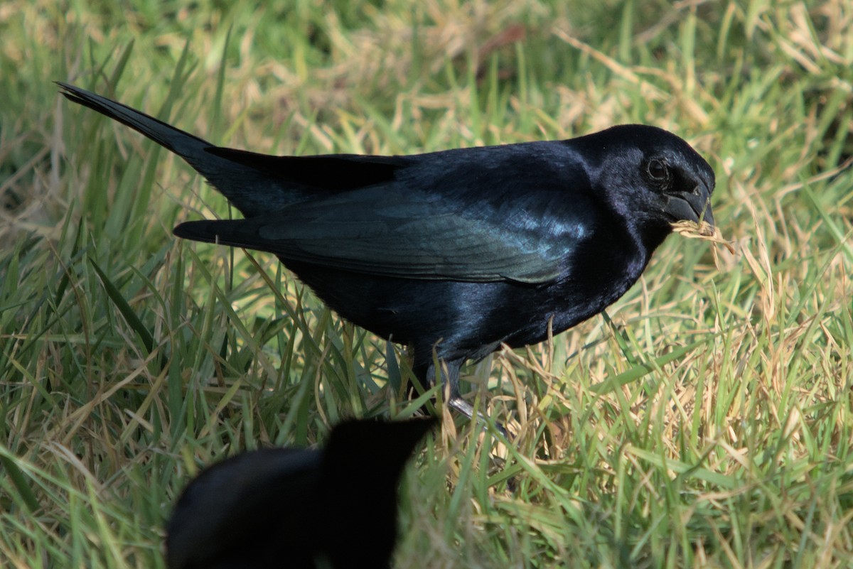 Shiny Cowbird - ML427102001