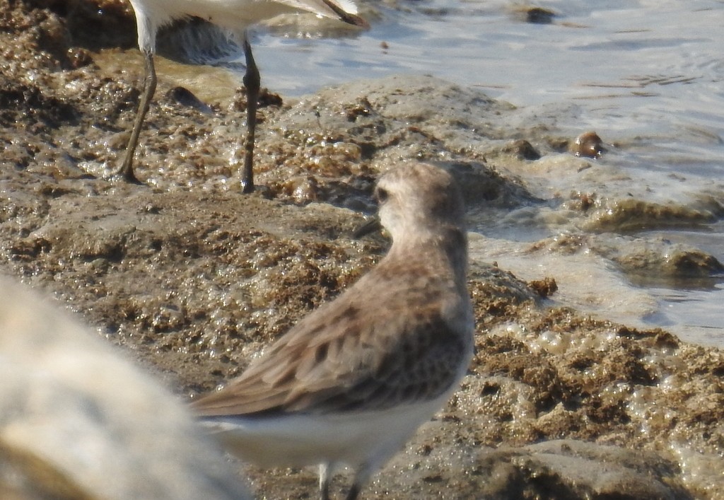 Red-necked Stint - Colin Trainor