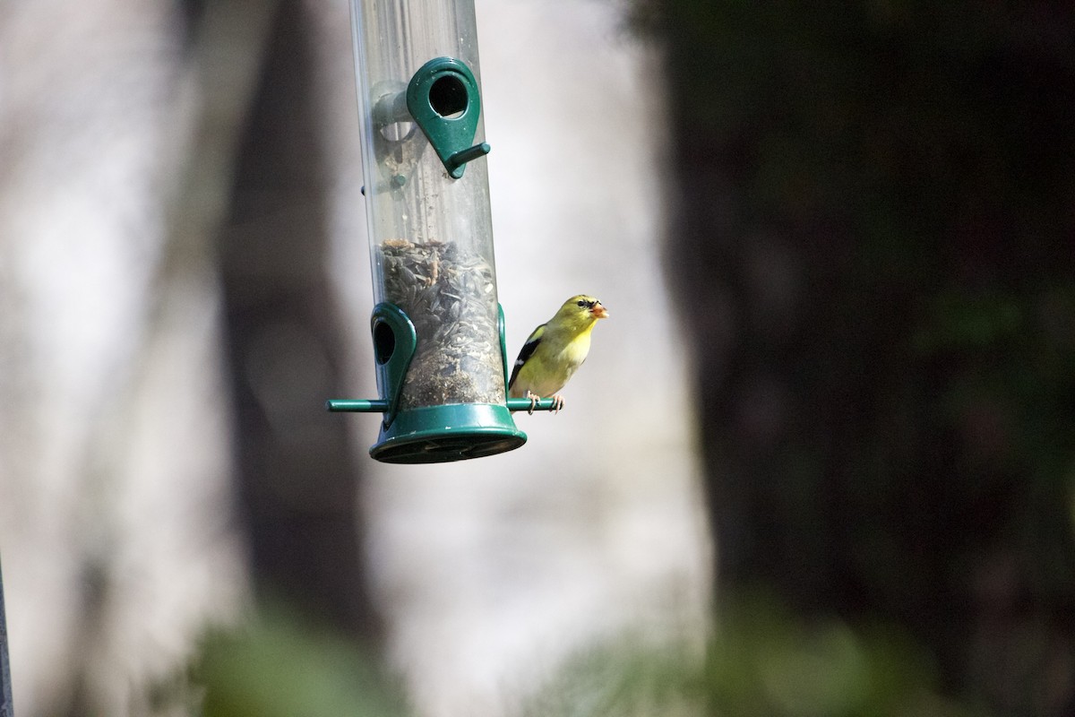 American Goldfinch - ML427102091