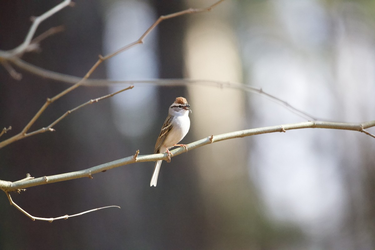 Chipping Sparrow - ML427102181