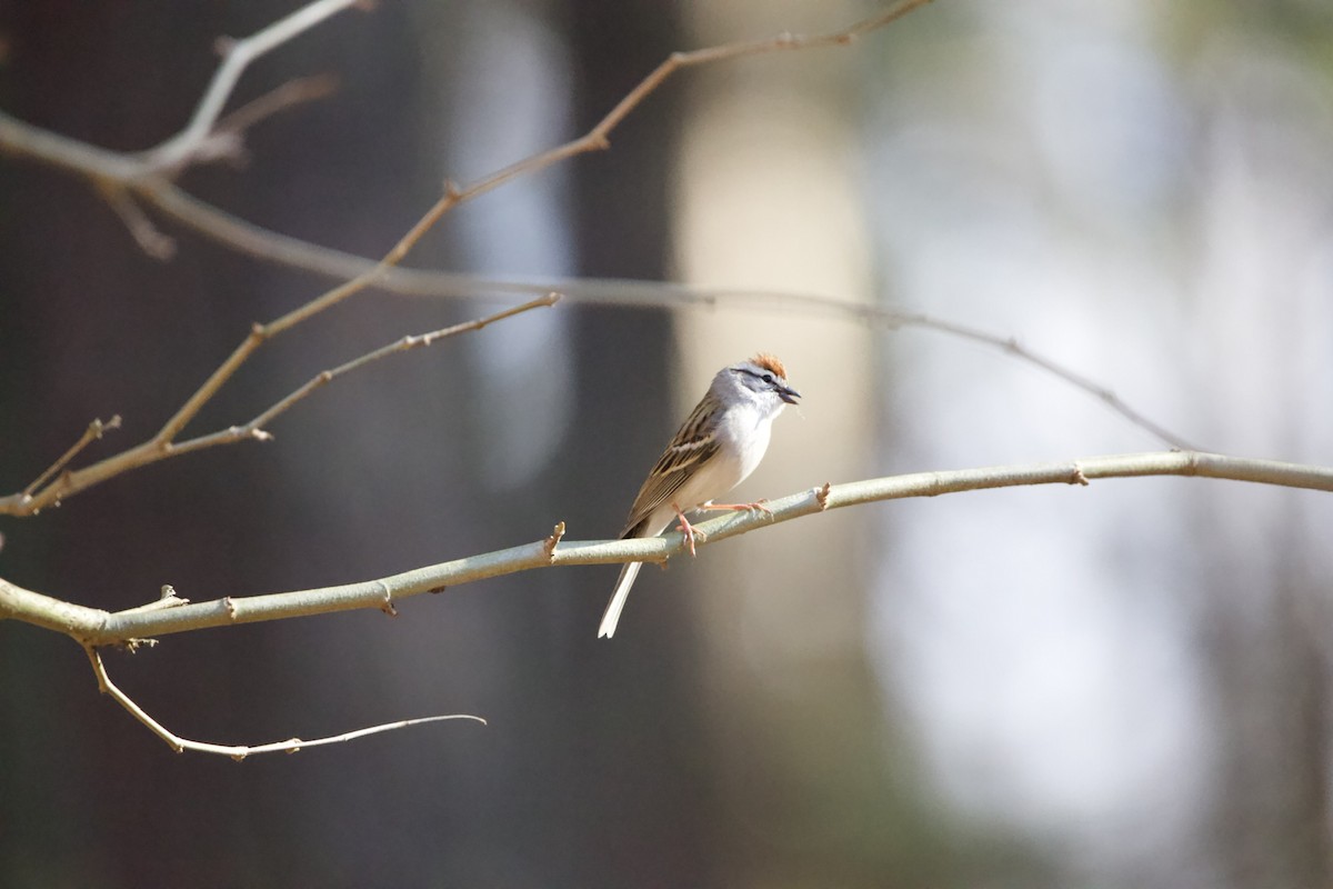 Chipping Sparrow - ML427102191