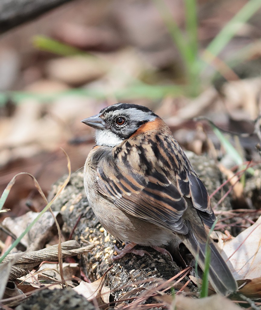 Rufous-collared Sparrow (Rufous-collared) - ML427102421
