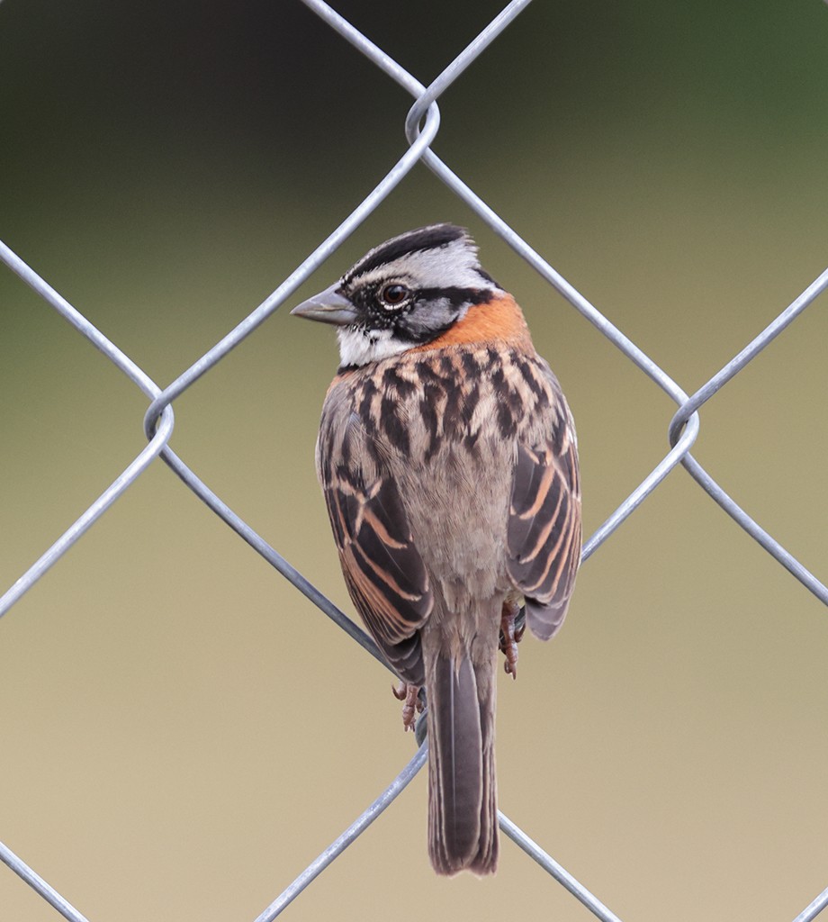 Rufous-collared Sparrow (Rufous-collared) - ML427102481
