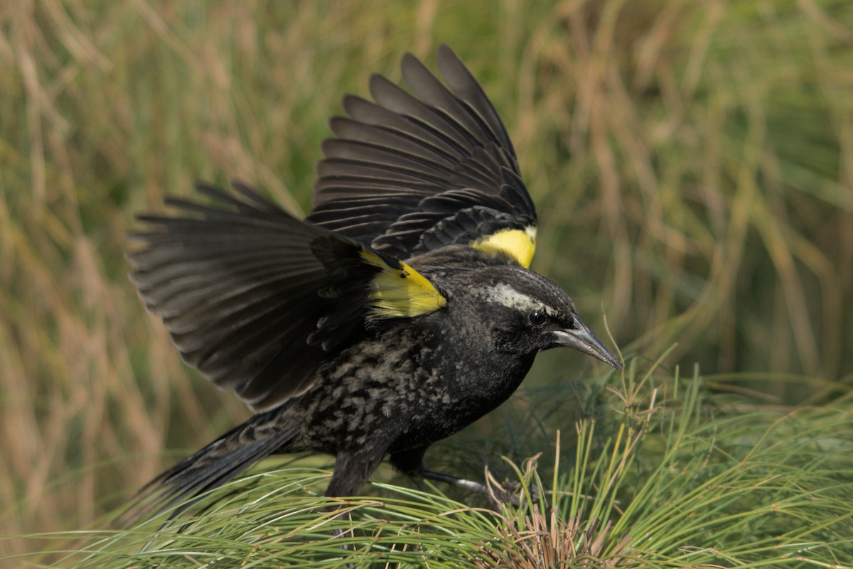 Yellow-winged Blackbird - ML427102851