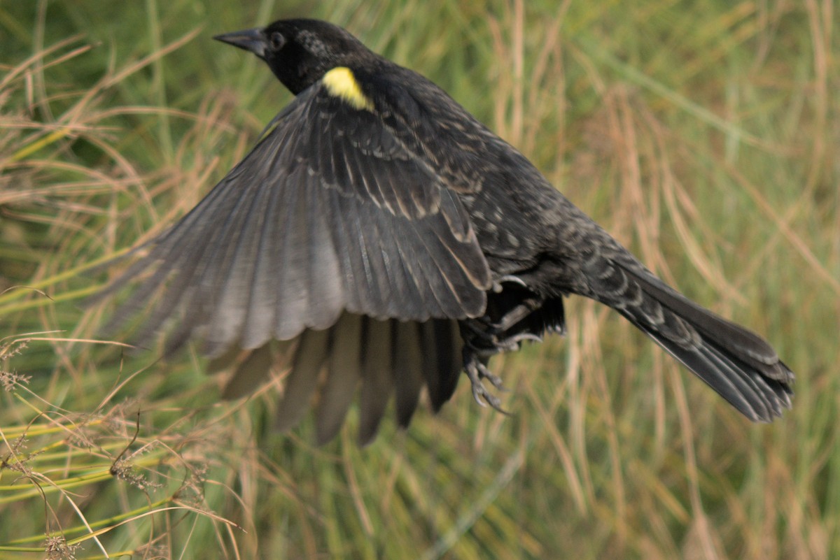 Yellow-winged Blackbird - ML427103021