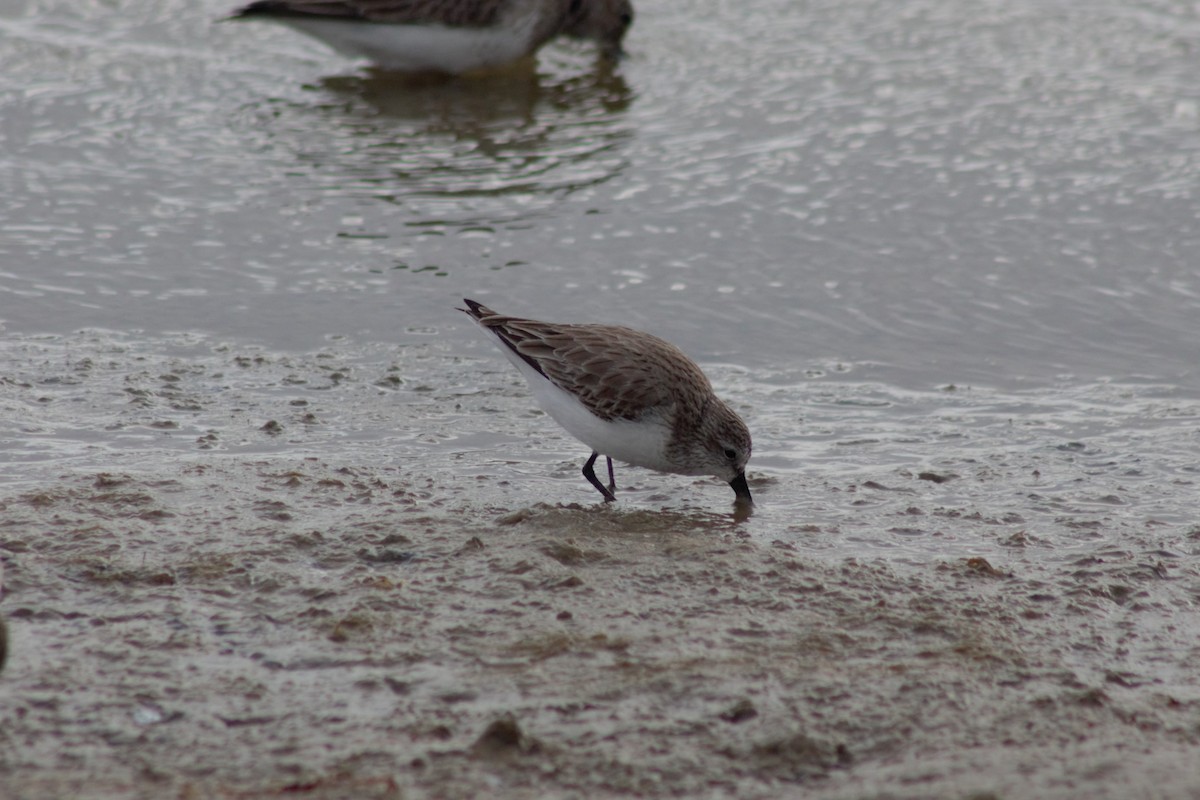 Bergstrandläufer - ML427103561