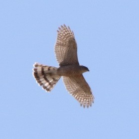 Sharp-shinned Hawk - ML427104561