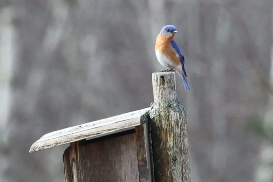 Eastern Bluebird - ML427104821