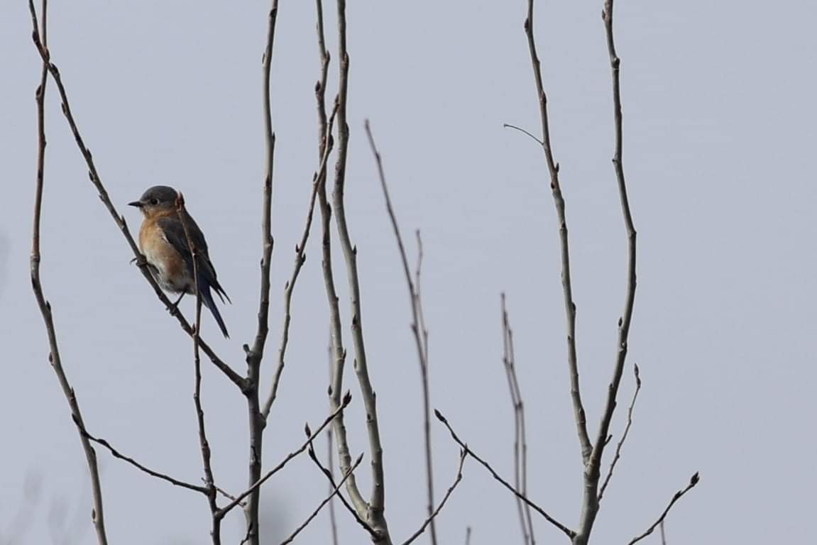 Eastern Bluebird - ML427104951