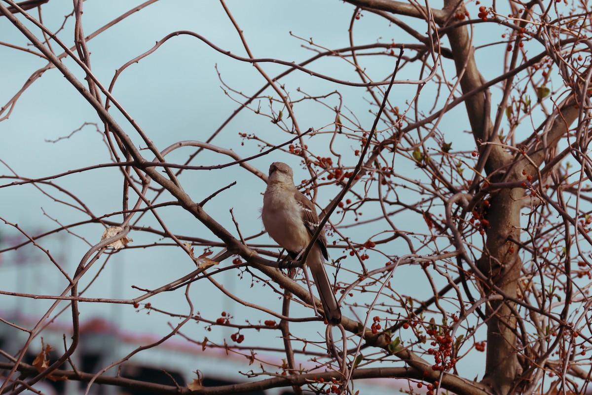 Northern Mockingbird - Keshav V