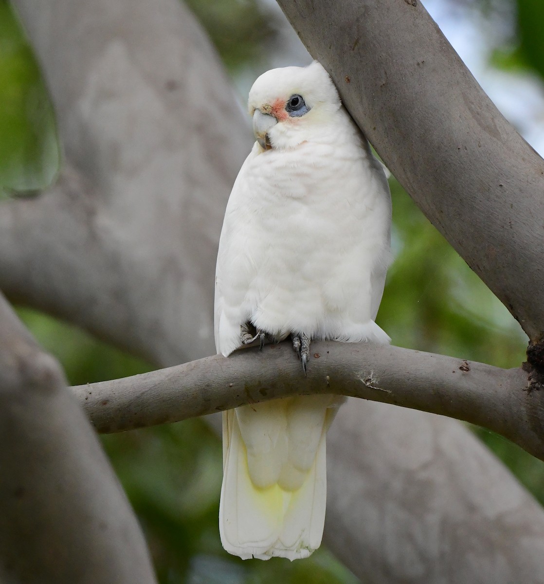 Cacatúa Sanguínea - ML427105681