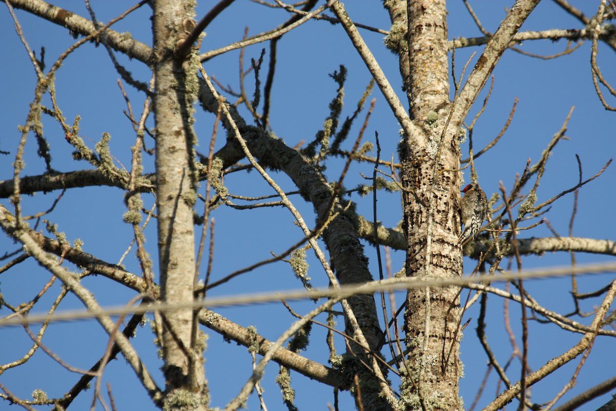 Yellow-bellied Sapsucker - ML427106151