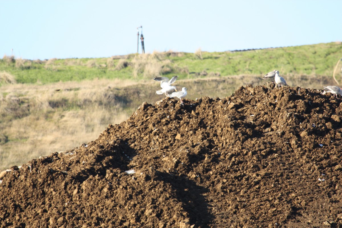 Herring Gull (American) - ML427107031