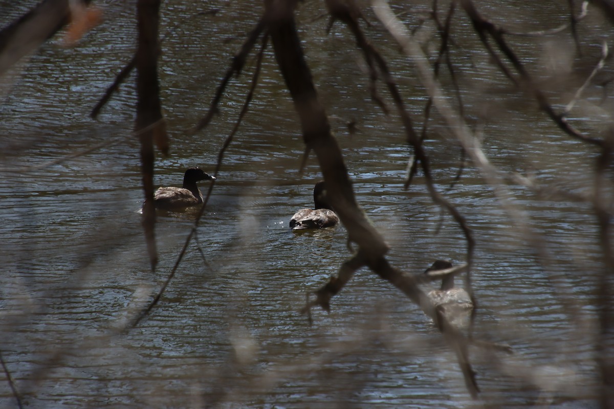 White-winged Scoter - ML427107201