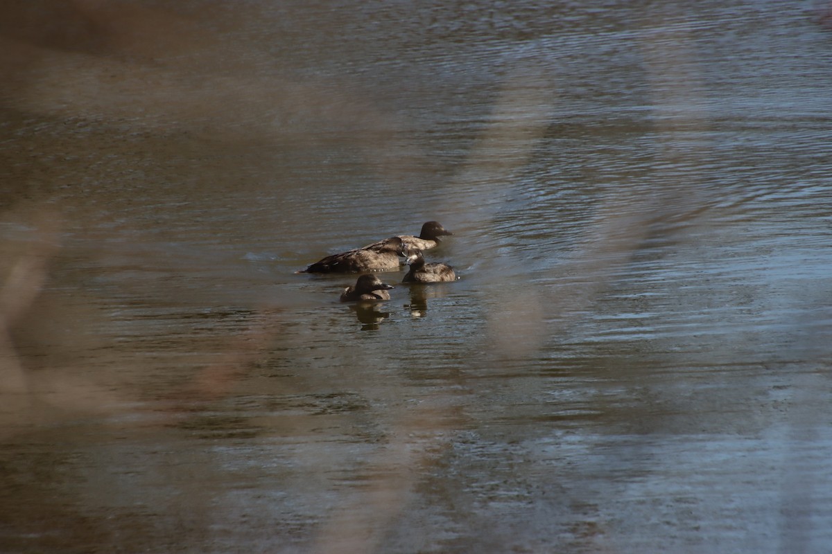 White-winged Scoter - ML427107211