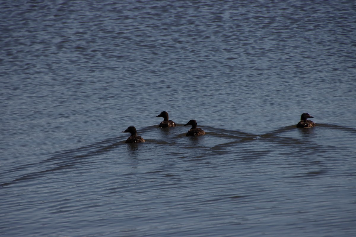White-winged Scoter - ML427107221