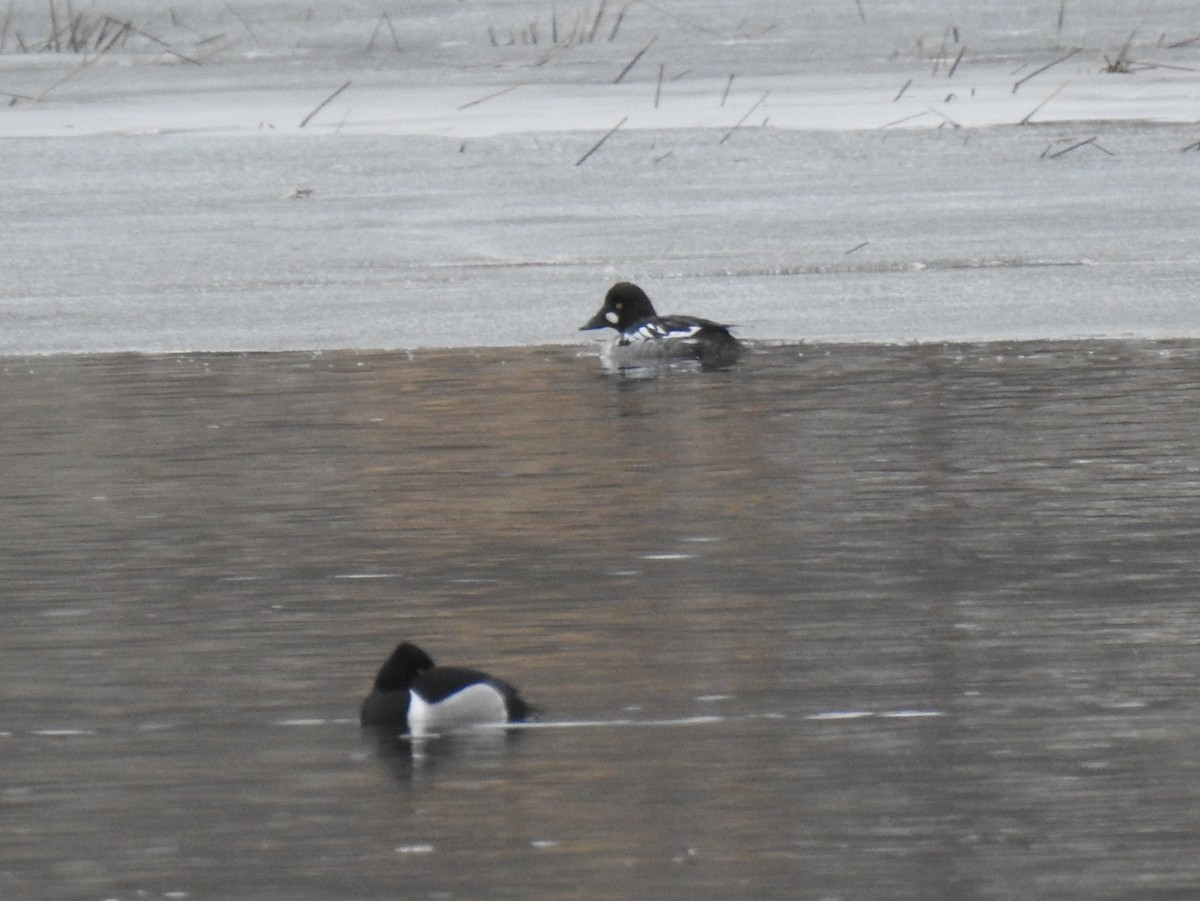 Common Goldeneye - ML427107401