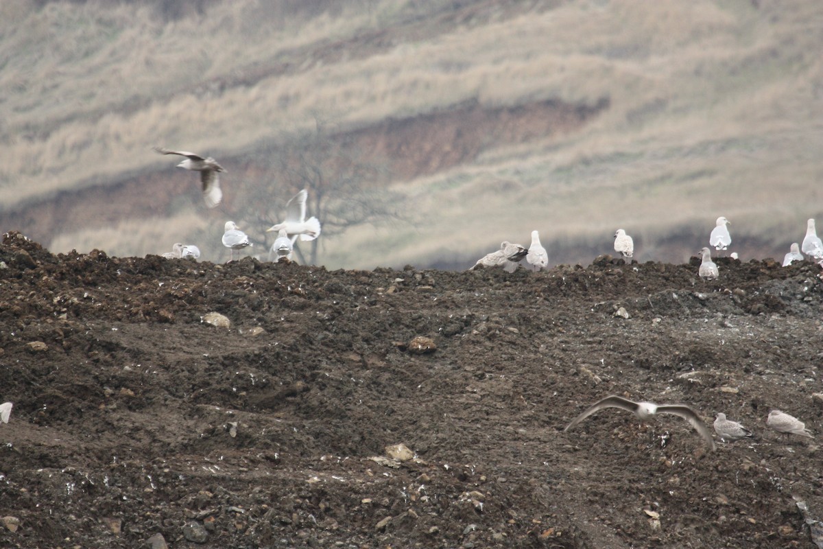 Glaucous-winged Gull - ML427107461