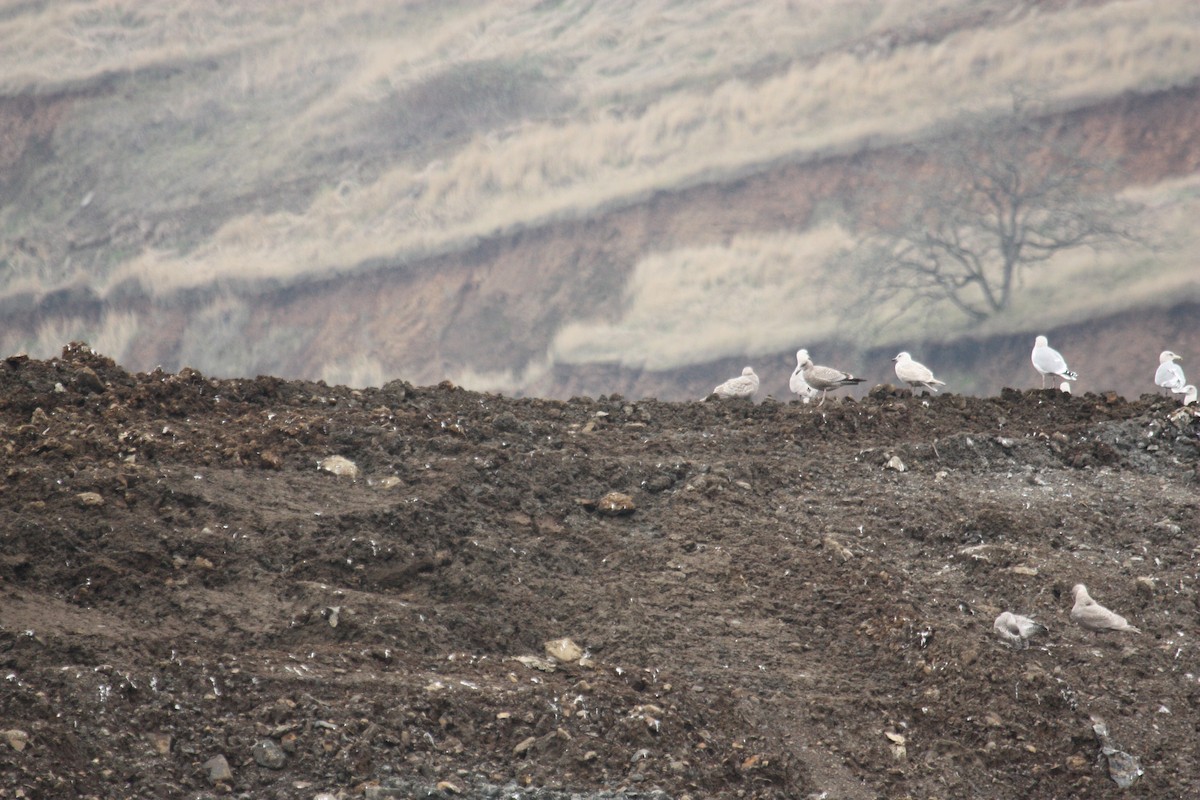 Herring Gull (American) - ML427107581