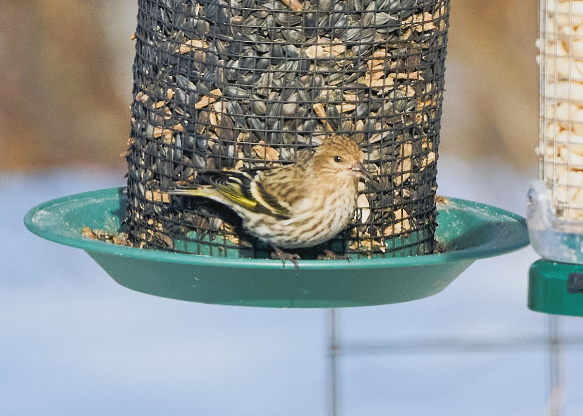 Pine Siskin - ML427107871