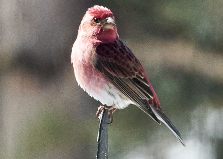 Purple Finch - ML427107931